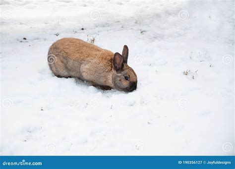 Domestic rabbit in snow stock image. Image of foraging - 190356127