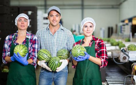 Group of Smiling Workers Standing with Watermelons in Hands in Sorting Factory Stock Image ...