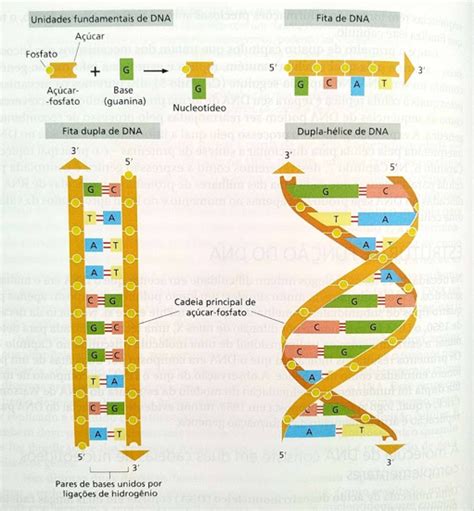 Dna E Rna Estruturas E Fun Es Blog