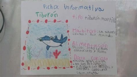 Ficha Informativa Del Tibur N Martillo Tiburon Martillo Fichas