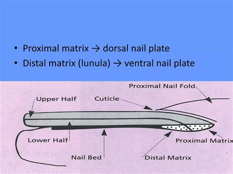 Nail Disorder Dr Aisha Almoosa Ppt