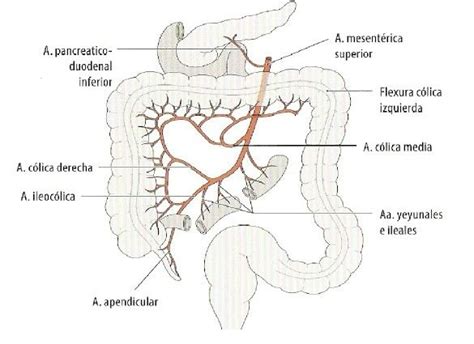 Ramas Arteria Mesenterica Superior