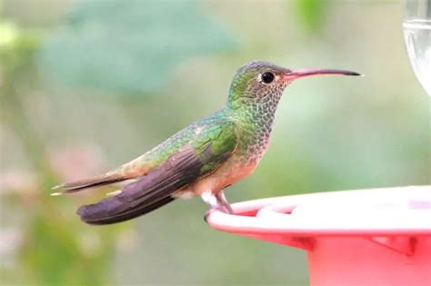 Hummingbirds In Louisiana Common Rare Golden Spike Company