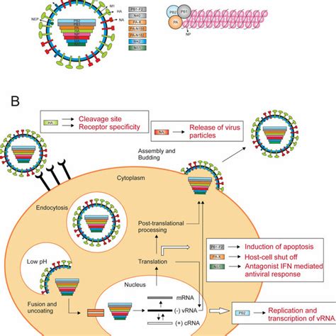 Influenza A Virus Particle And Replication Cycle A Schematic