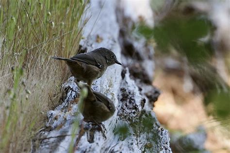 White Browed Scrubwren From Lord Somers Rd Somers Vic