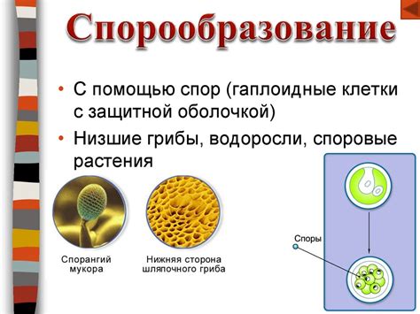 Размножение - присущее всем живым организмам свойство воспроизведения ...