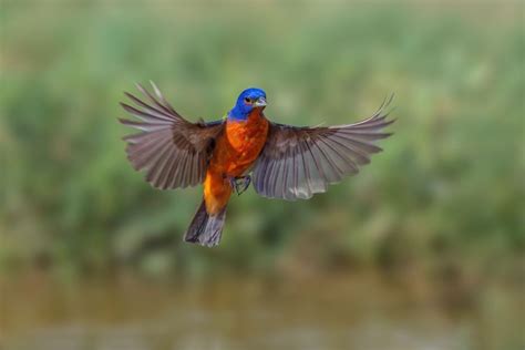 15 Amazing Facts About The Painted Bunting