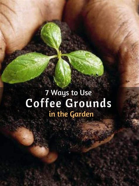 7 Ways To Use Coffee Grounds In The Garden Artofit