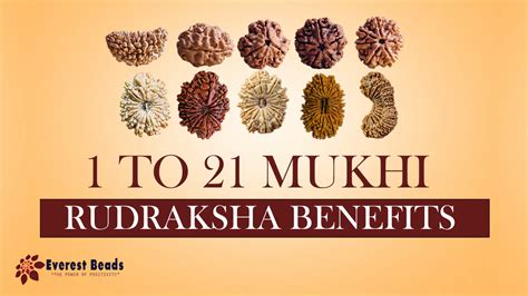 To Mukhi Rudraksha Benefits