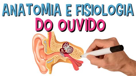 Anatomia e Fisiologia do Sistema Auditivo Audição Ouvido YouTube