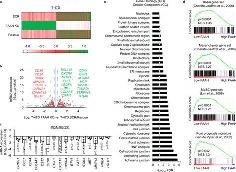 Faah Modulation In Bc Cells Alters The Levels Of Invasion And