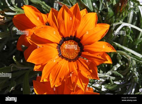 Bright Orange Gazania Rigens Or Splendens Variegata Compositae