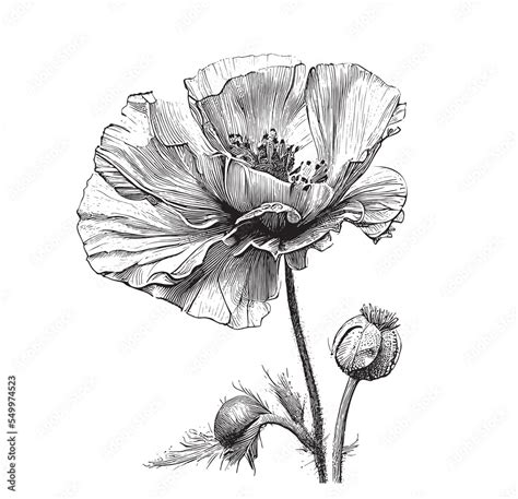 Poppy flower garden hand drawn engraved style sketch Vector ...