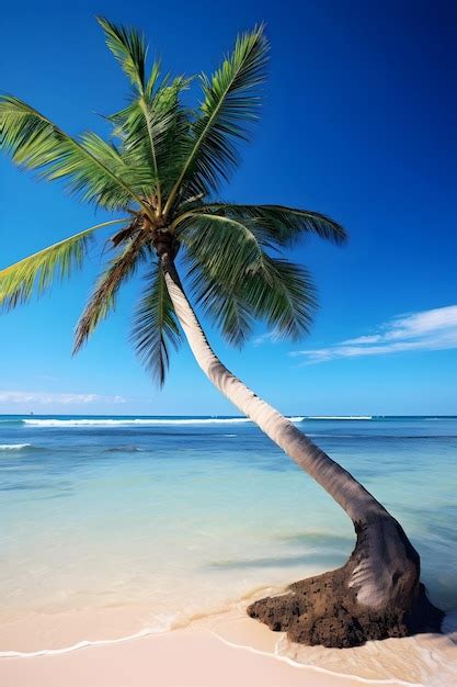 Premium Photo Photo Of Coconut Oceanside Tree On Seashore