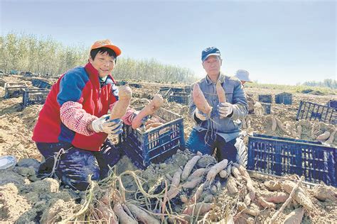 红薯种植闯出“甜蜜”致富路手机新浪网