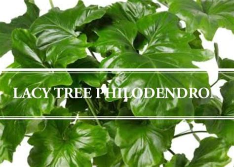 Lacy Tree Philodendron A Beautiful And Low Maintenance Houseplant Gardening Brain