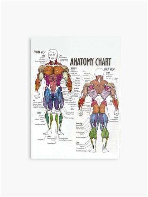 Calf Muscle Anatomy Chart - Ponasa