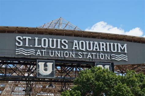 Everything You Want To Know About The St Louis Aquarium At Union