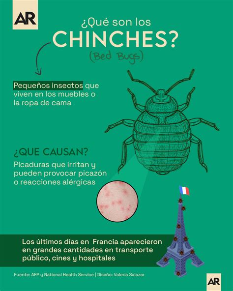 Los chinches los insectos parásitos que generan alerta en Francia