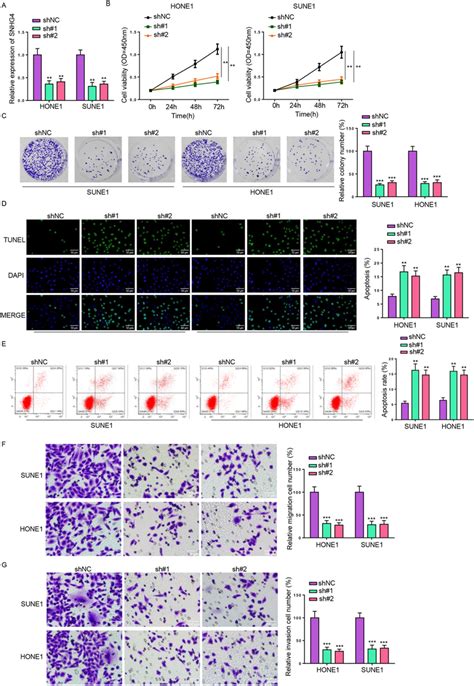 Depletion Of Snhg Repressed Cell Proliferation And Induced Apoptosis