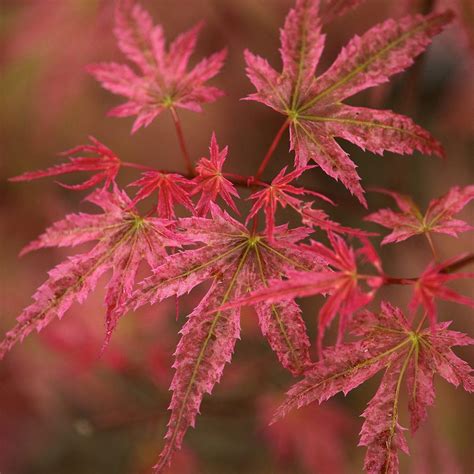 Acer Palmatum Phoenix Japanese Maple Deciduous Potted Trees For