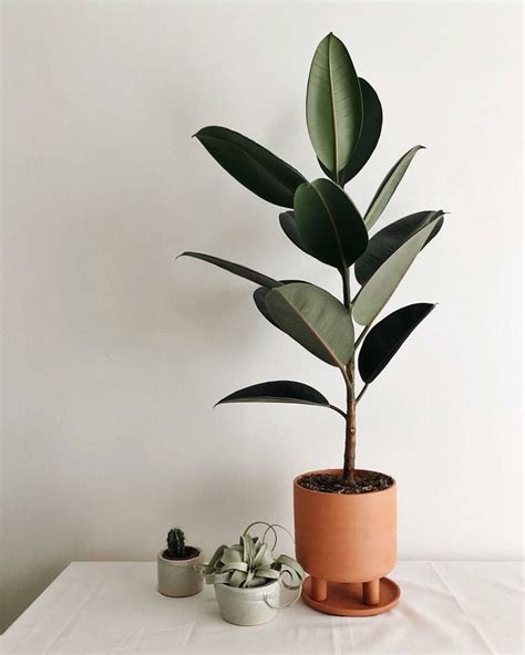 The Most Popular Houseplants of 2018