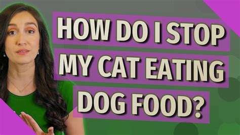 How Do I Stop My Cat Eating Dog Food Youtube