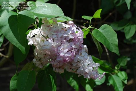 Plantfiles Pictures Syringa Common Lilac French Lilac Mrs Harry