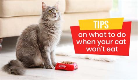 Tips On What To Do When Your Cat Wont Eat Discountpetcare