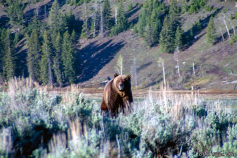 Yellowstone National Park Bear Photos ~ Yellowstone Up Close and Personal