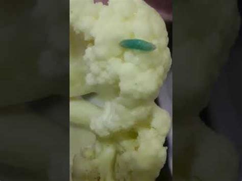 CYAN BLUE WORM FOUND IN CAULIFLOWER Shorts YouTube