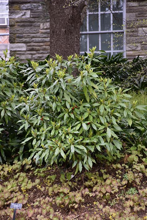 Sawtoothed Japanese Aucuba Aucuba Japonica Serratifolia In Long