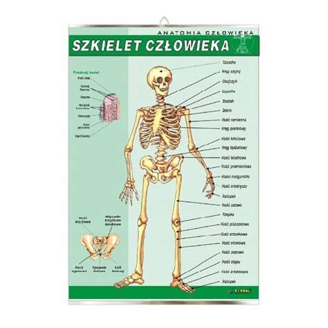 Szkielet Cz Owieka Anatomia Plansza Plakat Visual System Sklep