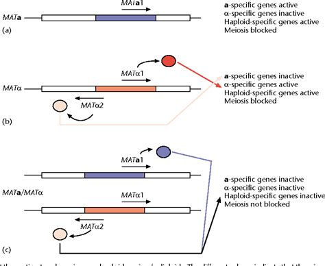 Figure 1 From Yeast Mating Type Semantic Scholar