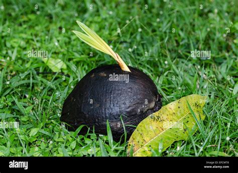 La Germination Des Noix De Coco Cocos Nucifera Banque De Photographies