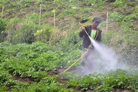 Farmers In Indonesia Spraying Disinfectants To Control Pests And