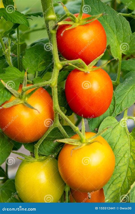 Planta De Tomate Madura Que Crece En Invernadero Tomates Rojos Sabrosos