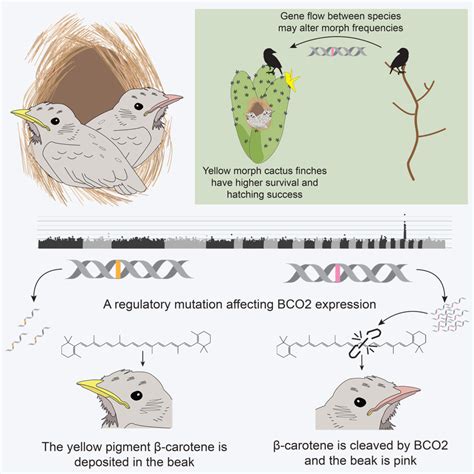 Researcher Discovers Why Darwins Finches Have Different Beak Colors