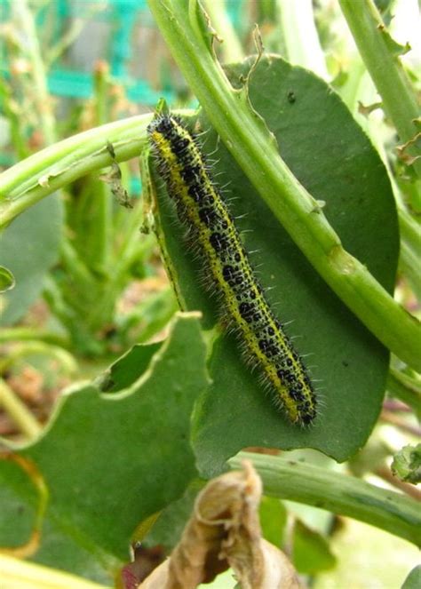 Oruga En Plantas Aprende A Combatirlas Pur Plant