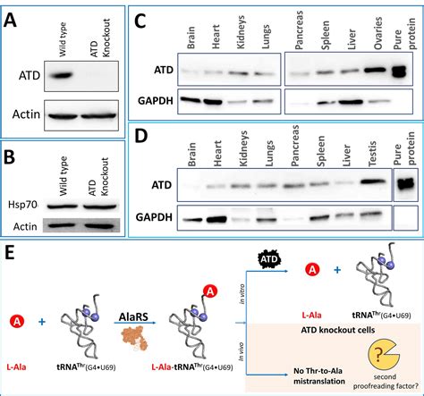 Genomic Innovation Of Atd Alleviates Mistranslation Associated With