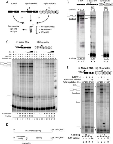 Chromatin Affects The Efficiency Of Intron Removal In Vitro A