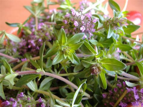 Ceaiul de Cimbrisor - Beneficii si Contraindicatii - Ceaiuri Naturale