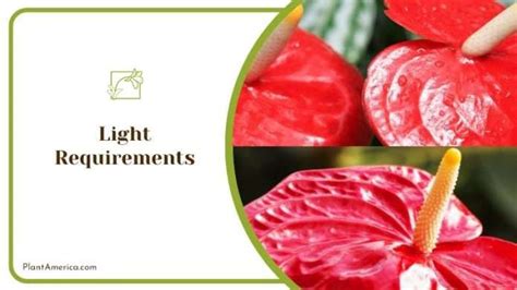 Anthurium Andraeanum Care A Comprehensive Growing Guide Plant America