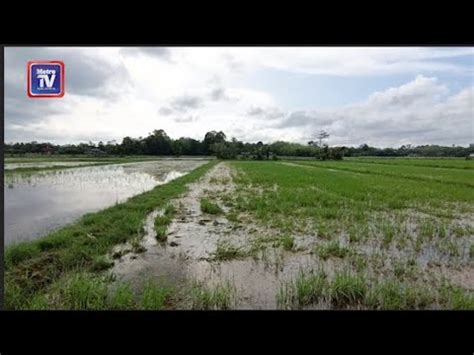 Pesawah Rugi Tanaman Padi Musnah Akibat Banjir Youtube