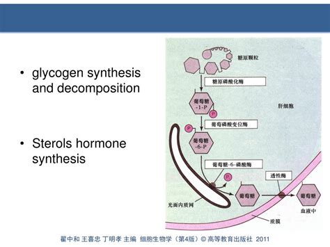 Ppt 第 7 章 细胞质基质与内膜系统 Powerpoint Presentation Id6199445