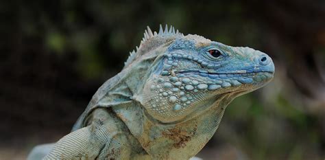 Blue Iguana Conservation Mastic Cottages