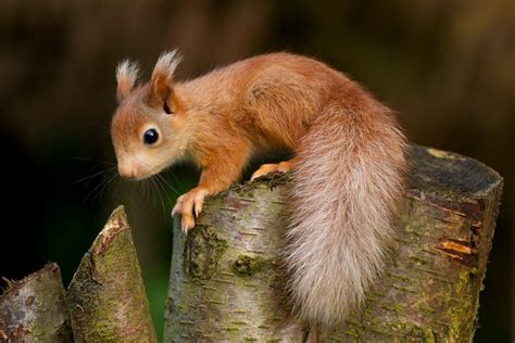 Captive Red Squirrels and Enclosures - British Red Squirrel