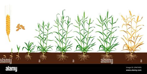 Wheat Growth Stages Seed Development Cycle Agriculture Product Or Farm Plant Germination Phase