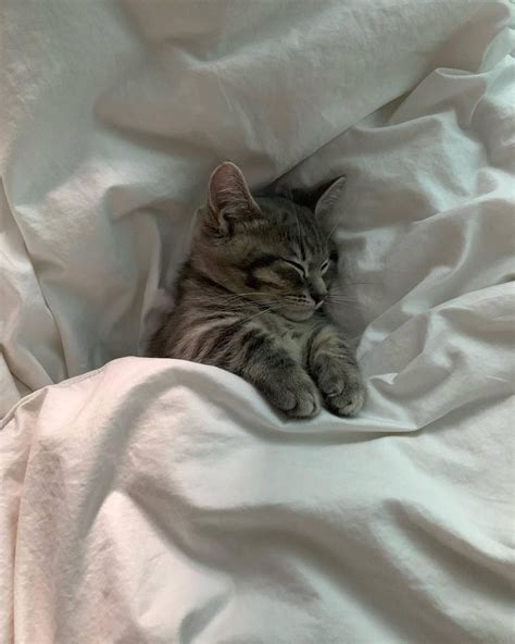котэ (прикольные картинки с кошками) / смешные картинки и другие ...