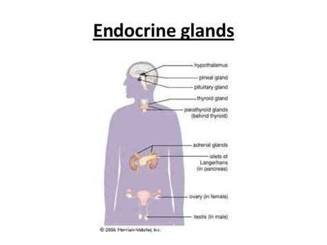 Powerpoint Endocrine System